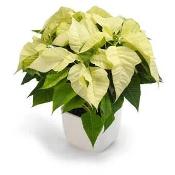 Poinsettia