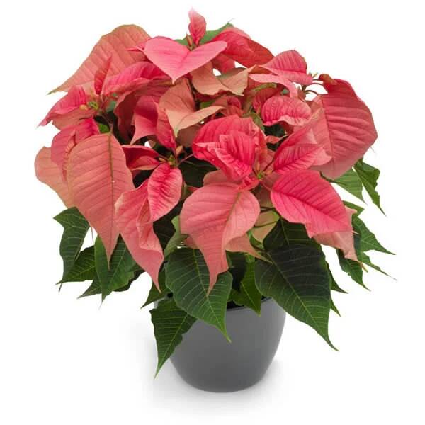 Roze Kerstster