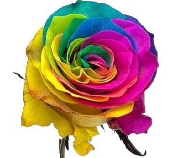 1 lange Regenboog roos