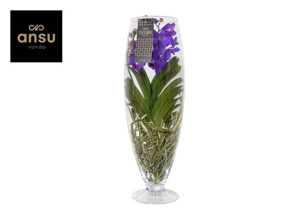 Orchidee Vanda