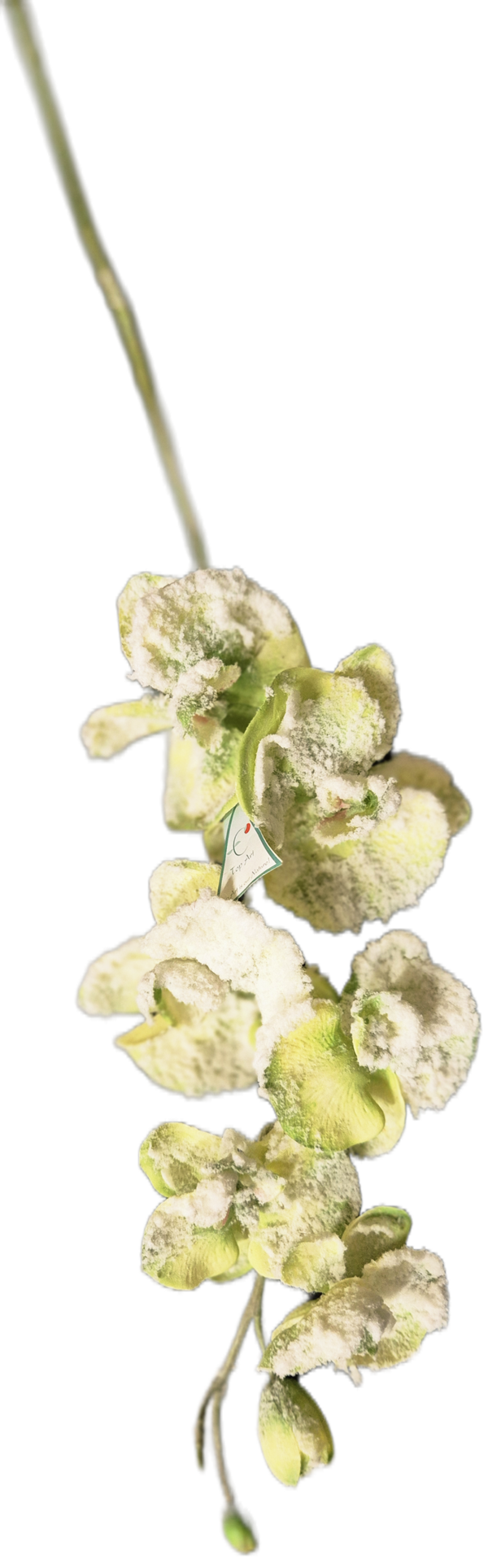 Orchidee
