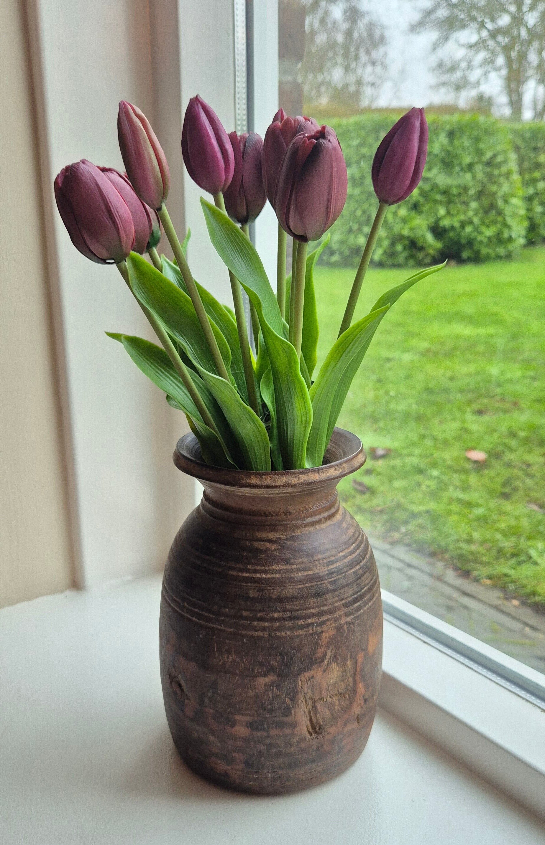 Tulp Sally Aubergine
