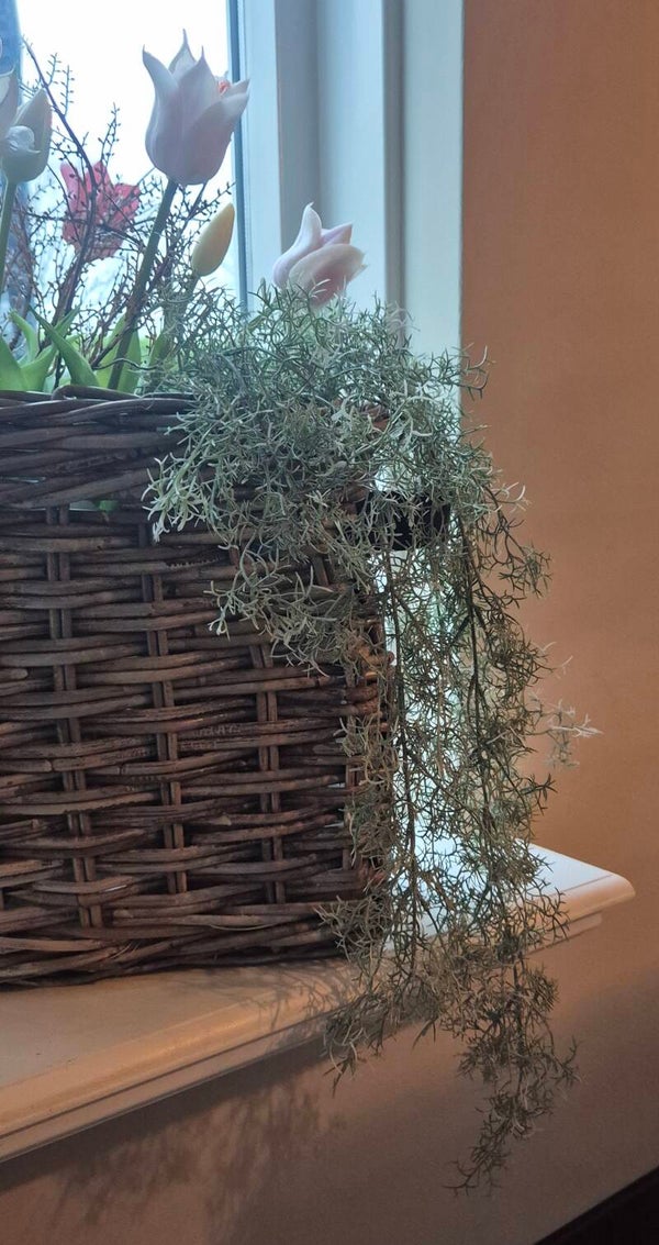 Hang Tillandsia Groen