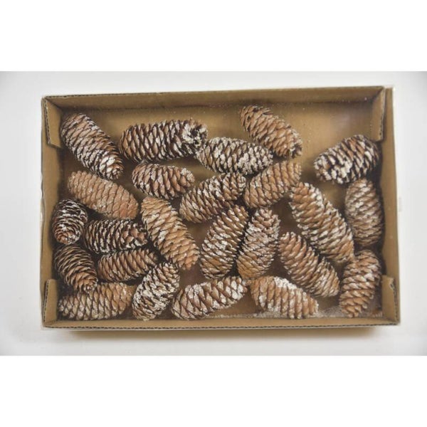 Dennenappels minispar 24st