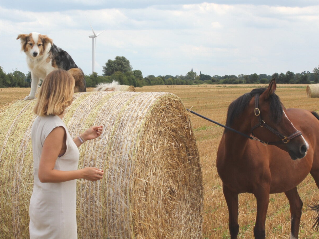 Tiergestüzte Therapie. Bremen. Psychotherapie mit Tieren. Tiere helfen bei seelischen Verletzungen. Seelische Gesundheit durch Tiere. Tiergestütztes Coaching.