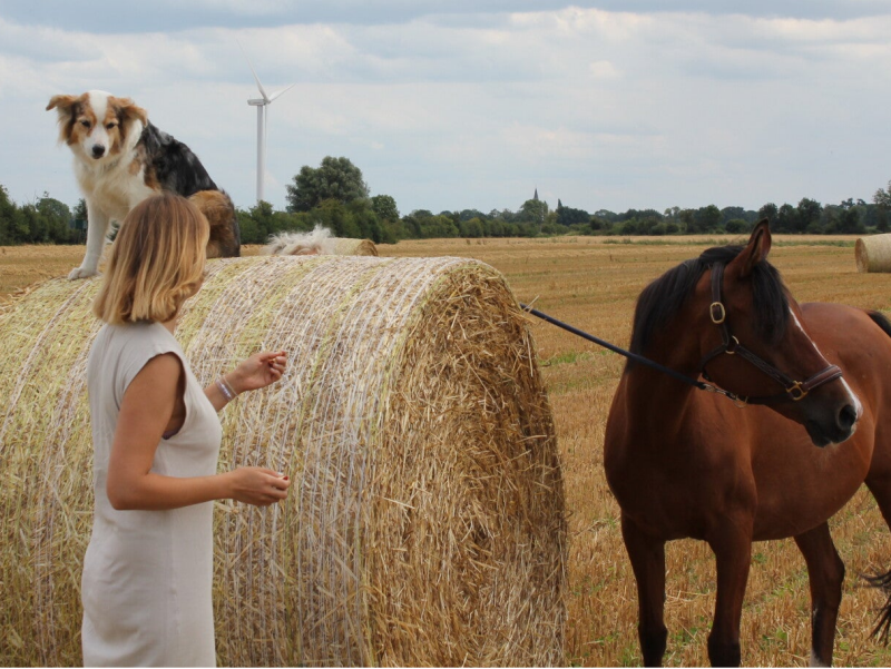 Tiergestüzte Therapie. Bremen. Psychotherapie mit Tieren. Tiere helfen bei seelischen Verletzungen. Seelische Gesundheit durch Tiere. Tiergestütztes Coaching.