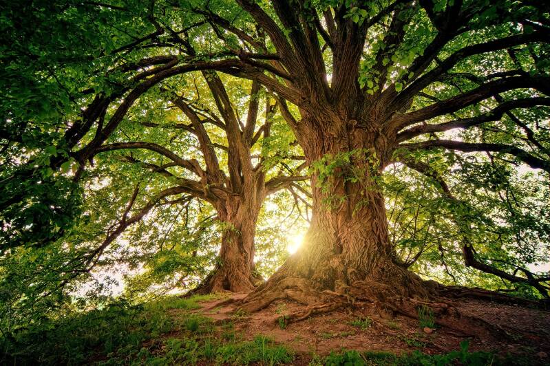 tree-3822149_1920-standard.jpg