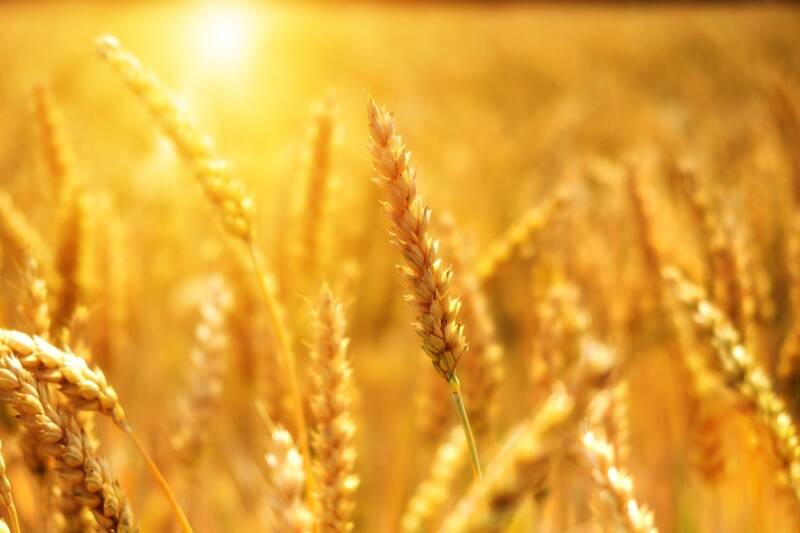 wheat-3506758_1920-standard.jpg
