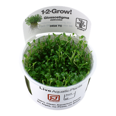 1-2-Grow! - In vitro planten - Glossostigma Elatinoides