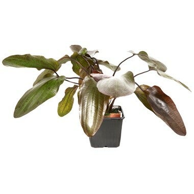 XL Pots - Echinodorus 'Ozelot'