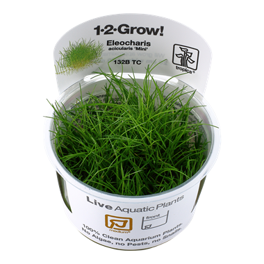 1-2-Grow! - In vitro planten - Eleocharis acicularis Mini