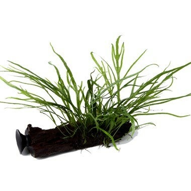 Bankwood - Microsorum pteropus 'Trident'