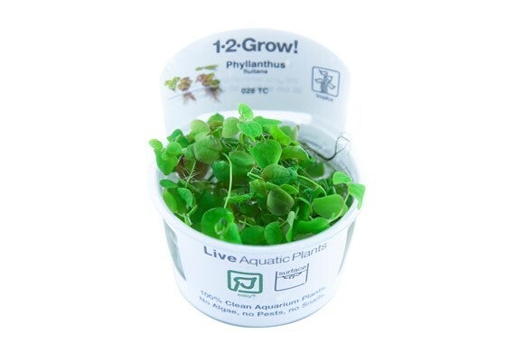 1-2-Grow! - In Vitro planten - Phyllanthus Fluitans