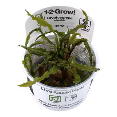 1-2-Grow! - In vitro planten - Cryptocoryne Crispatula