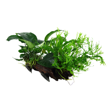 Bankwood - Microsorum sp.