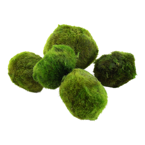 Portions - Aegagropila linnaei