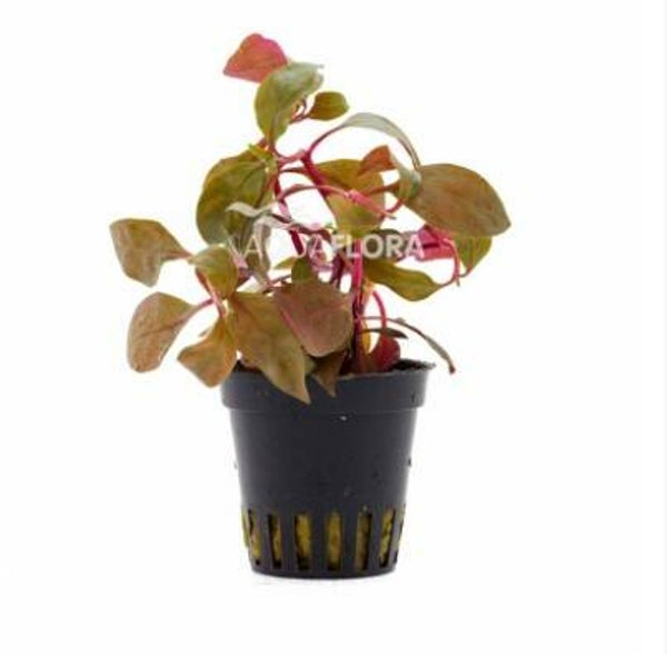 Potjes - Alternanthera Reineckii 'Cardinalis'