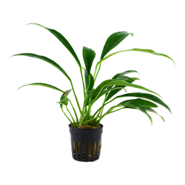 Potjes - Anubias barteri var. angustifolia