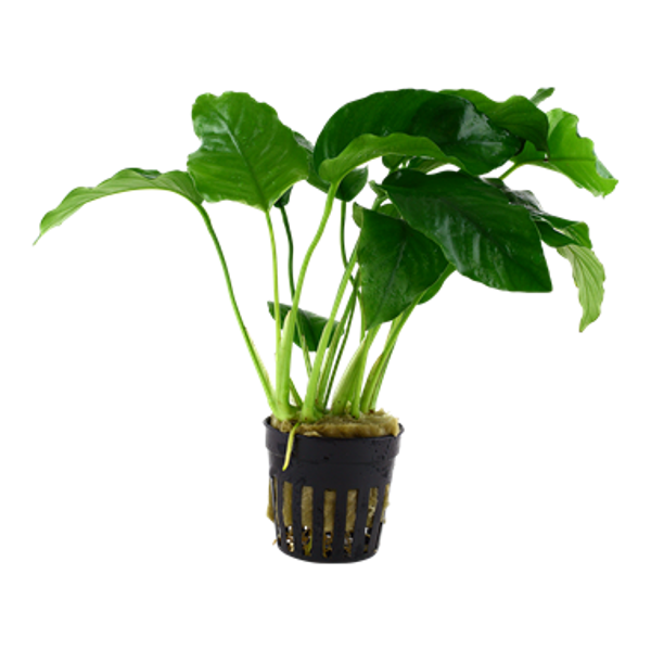 Potjes - Anubias barteri var. barteri