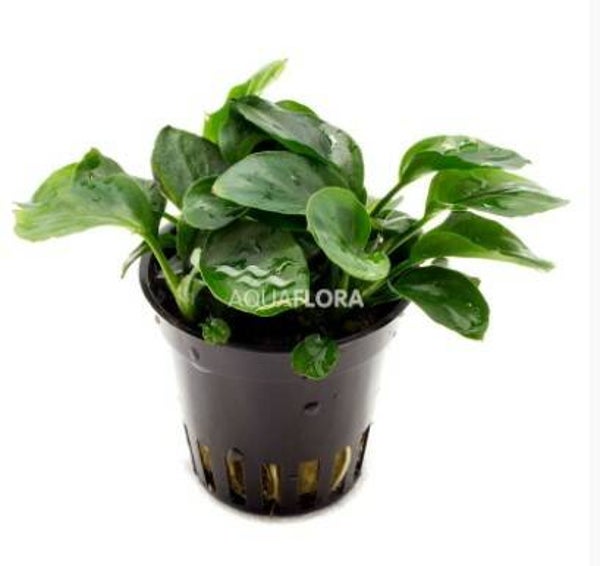 Potjes - Anubias Barteri Var. Nana 'Coin'