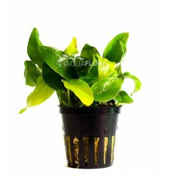 Potjes - Anubias Barteri Var. Nana 'Golden'