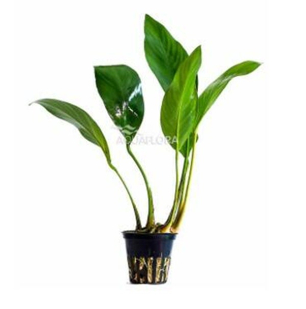 Potjes - Anubias congensis