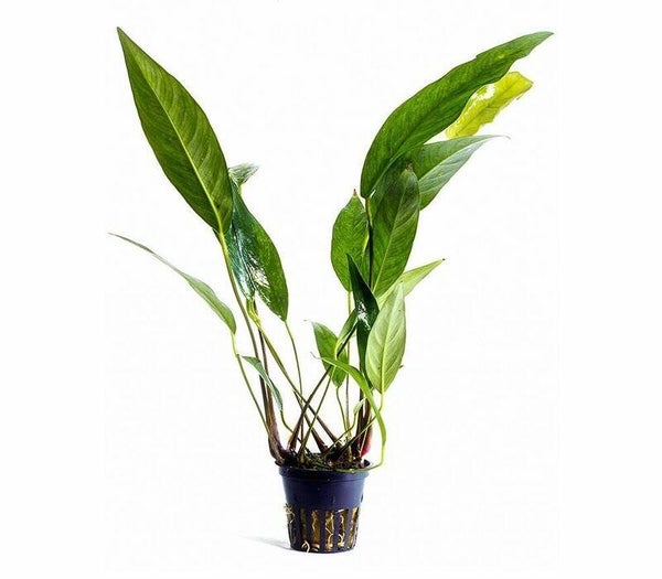 Potjes - Anubias Lancelota