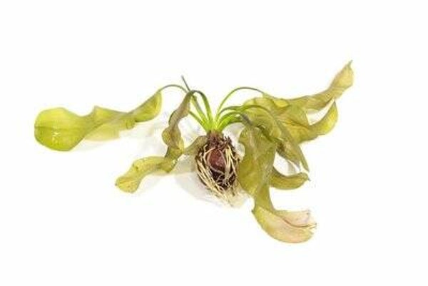 Potjes - Aponogeton Ulvaceus