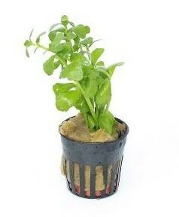 Potje - Bacopa crenata (monnieri)