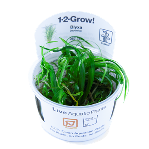 1-2-Grow! - In vitro planten - Blyxa Japonica