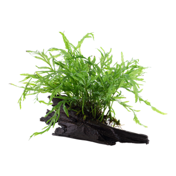 Bogwood - Bolbitis Heudelotii