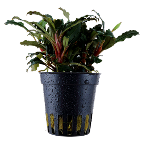 Potje - Bucephalandra sp. 'Red'