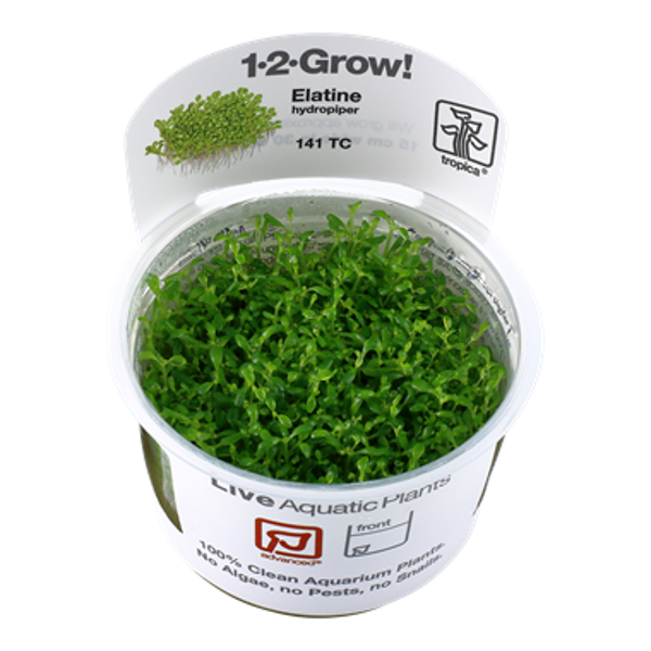1-2-Grow! - In vitro planten - Elatine Hydropiper