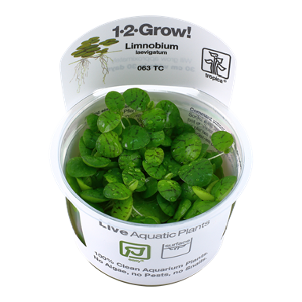 1-2-Grow! - In Vitro planten - Limnobium Laevigatum