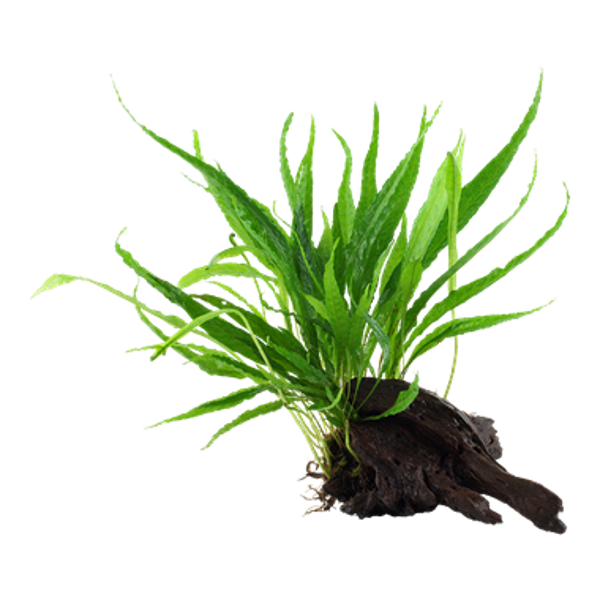 Bogwood - Microsorum pteropus