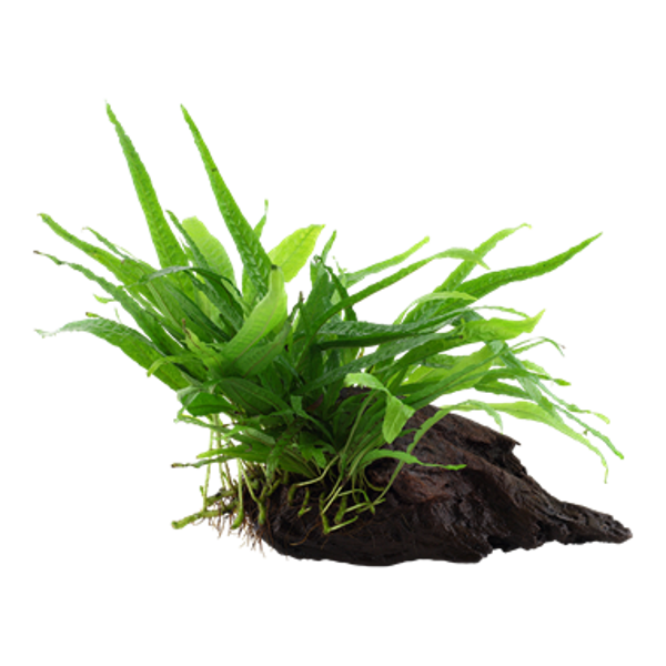 Bogwood - Microsorum pteropus 'Narrow'