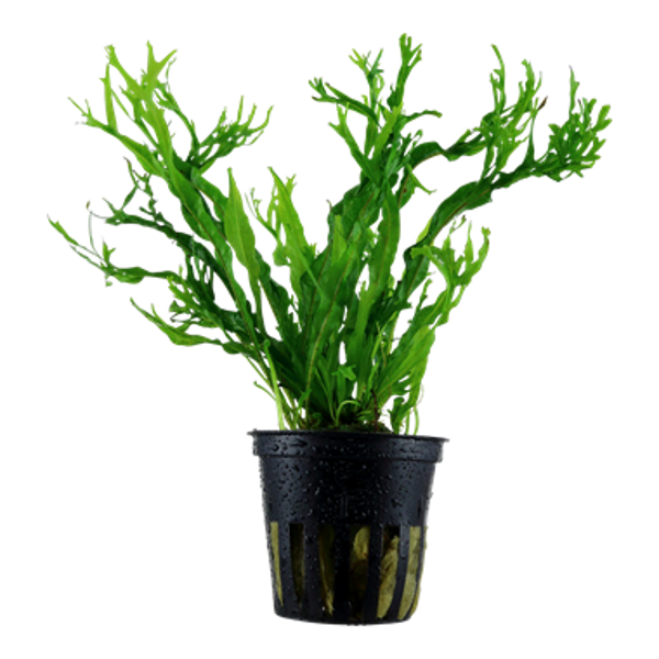 XL Pots - Microsorum pteropus 'Windeløv'