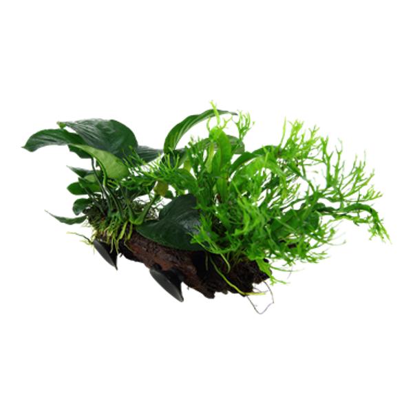 Bankwood - Microsorum sp.