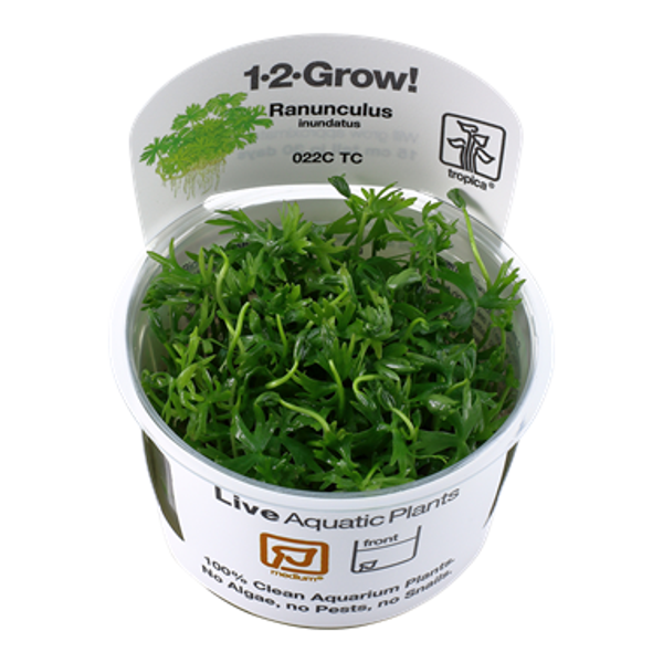 1-2-Grow! - In Vitro planten - Ranunculus Inundatus