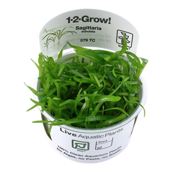 1-2-Grow! - In Vitro planten - Sagittaria Subulata