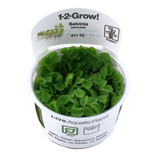 1-2-Grow! - In Vitro planten - Salvinia Auriculata