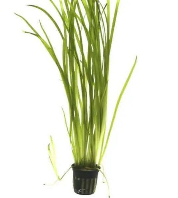 Bunched - Vallisneria Spiralis Red