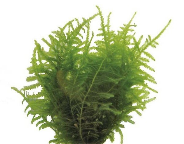 Portions - Vesicularia Dubyana