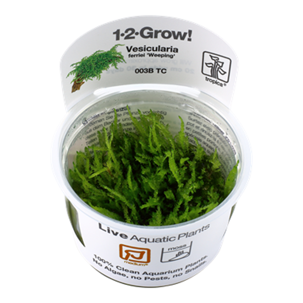 1-2-Grow! - In Vitro planten - Vesicularia Ferriei Weeping