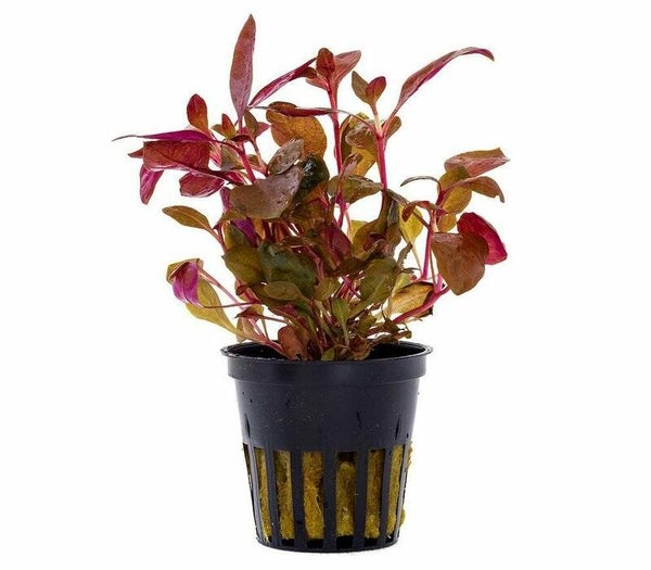 Potjes - Alternanthera reineckii 'Mini'