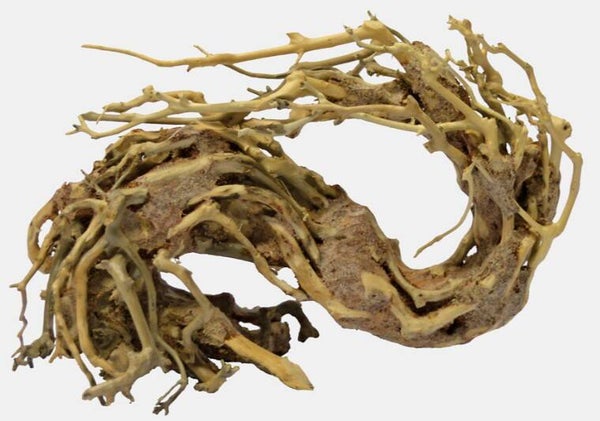 Superfish Bonsai Wave