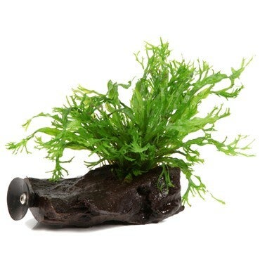 Bankwood - Microsorum pteropus 'Windeløv'