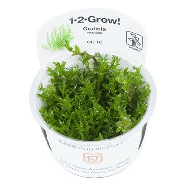 1-2-Grow! - In vitro planten - Gratiola Viscidula