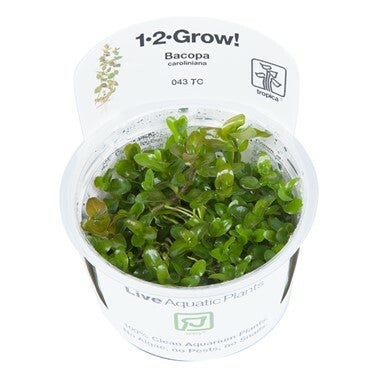 1-2-Grow! - In vitro planten - Bacopa Caroliniana