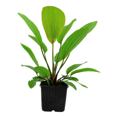 XL Pots - Echinodorus 'Rosé'